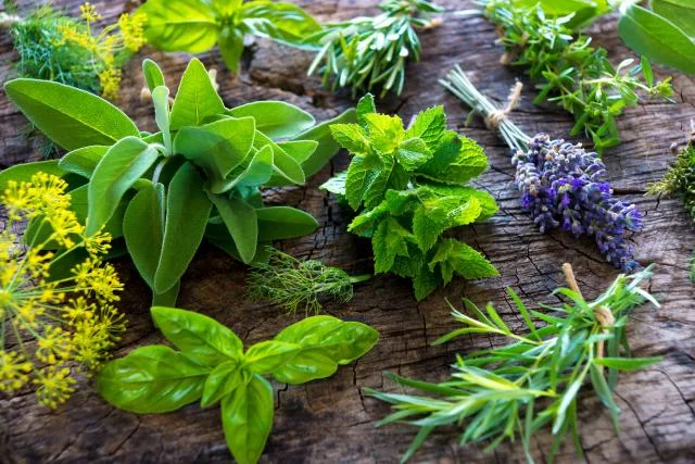 How Can Herbs Improve Your Health